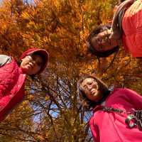 大湖公園落羽松紅了//滿滿拍照人潮