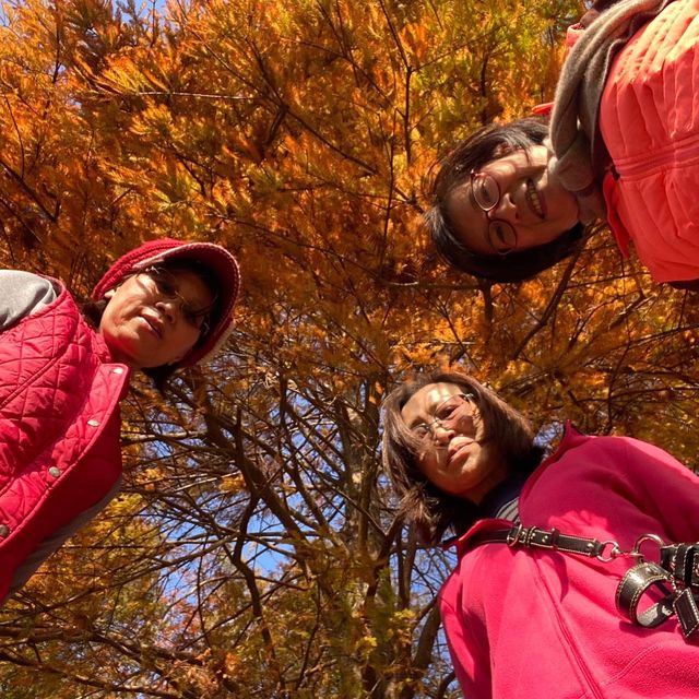 大湖公園落羽松紅了//滿滿拍照人潮