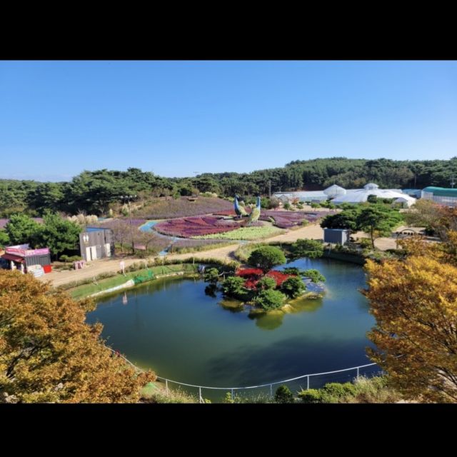 서해 태안의 최대 꽃 박람회_태안세계튤립박람회
