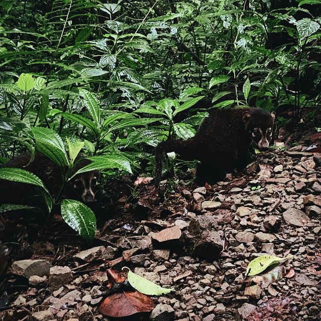 Monteverde Cloud Forest Reserve