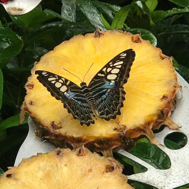 Butterfly Park within Changi Airport T3 SG
