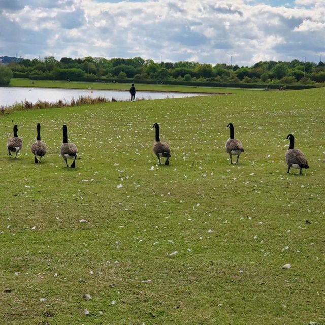 Pugneys Country Park 