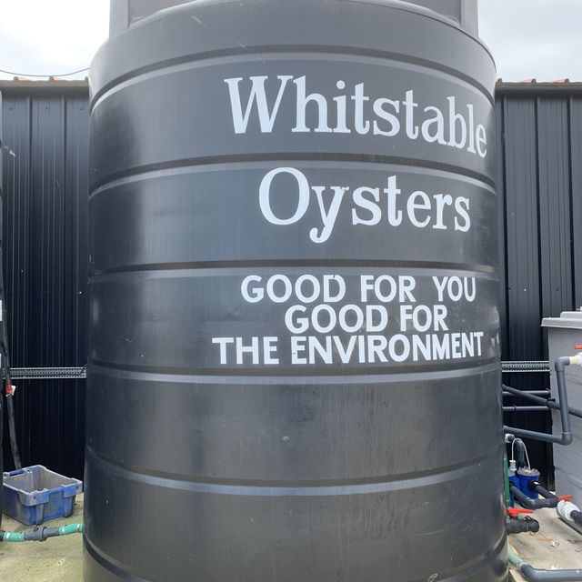 惠斯塔布 Whitstable 海邊生蠔小鎮一日散步遊