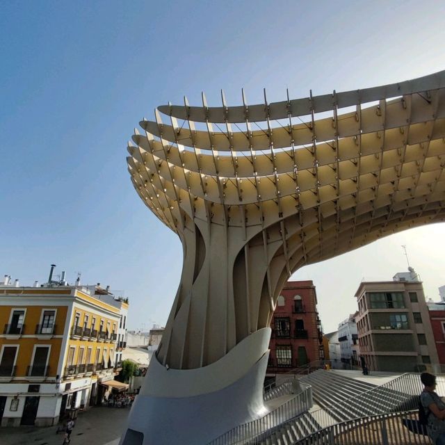 Mushrooms of Seville 