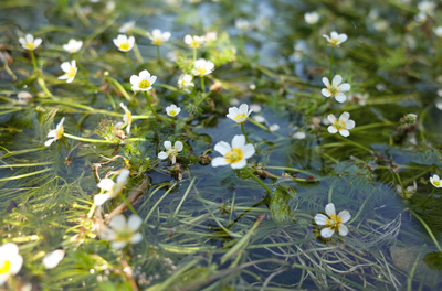 滋賀県 醒井 地蔵川の梅花藻 Trip Com 滋賀県の旅のブログ 滋賀県 醒井 地蔵川の梅花藻 Trip Com 滋賀県の旅のブログ