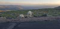 Mount Evans Tourists Attraction