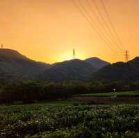 Away from the crowds tea fields, Hangzhou