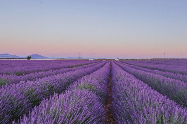 Provence | Lavender self-driving tour in France