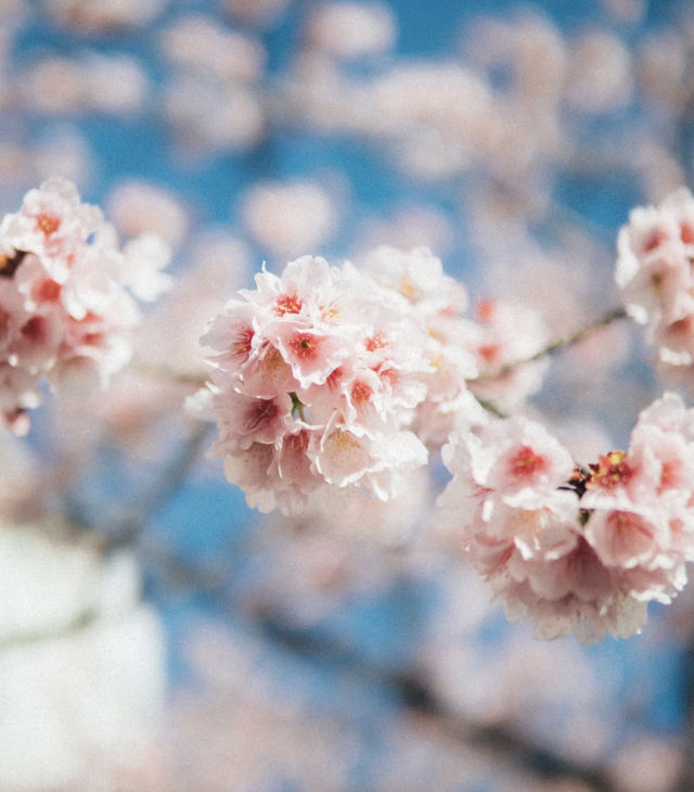 Tokyo Edogawa Bridge Cherry Blossoms 🌸