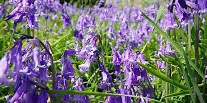 Paint & Wine: Bluebells in the Hermitage (in the style of Monet) | Birchwood Art Studio