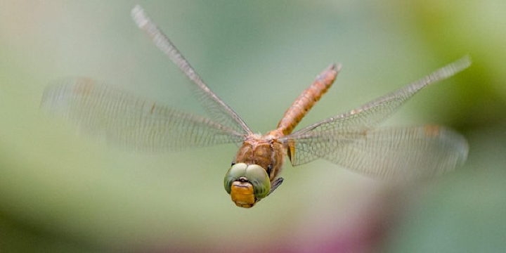 Wildlife Watch - Dragonflies and damselflies | Norfolk Wildlife Trust Hickling Visitor Centre