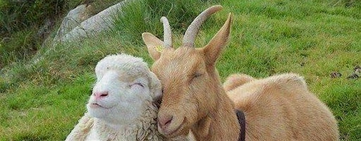 Baby Goat + Lamb Yoga - November 9 at 1:00 pm | Laughing Frog Yoga