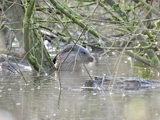 Otter Walk at Attenborough Nature Reserve | Attenborough Nature Reserve - Parking at ANC