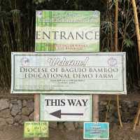 Baguio Bamboo Sanctuary