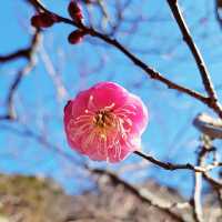 【久能山】ちょっと早い梅の花