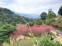 【桃園】復興景點-悠然秘境小屋賞櫻