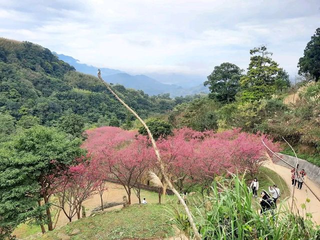 【桃園】復興景點-悠然秘境小屋賞櫻