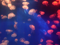 เที่ยวเล่นดูโชว์ปลาที่ Aquaria KLCC 