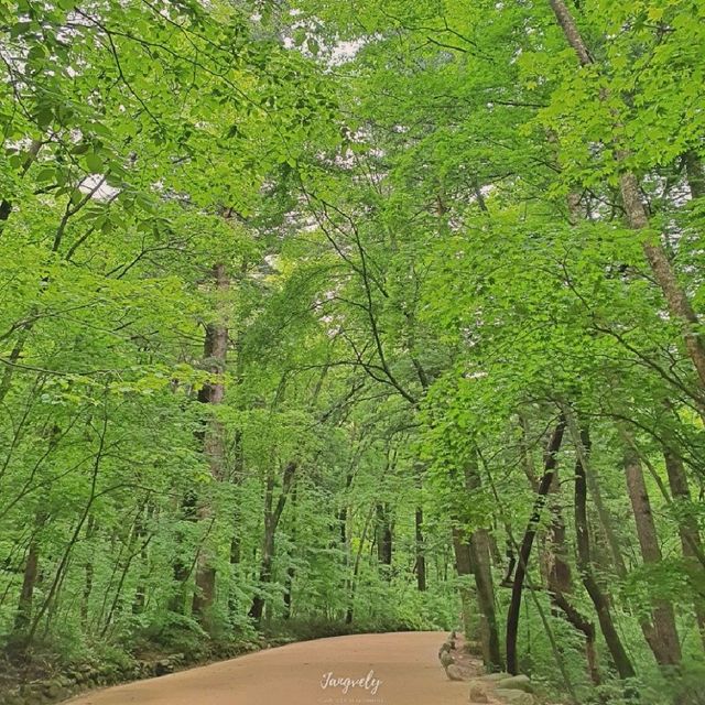 푸릇한 숲 속으로 봄나들이 떠나요:) 평창 월정사 전나무길