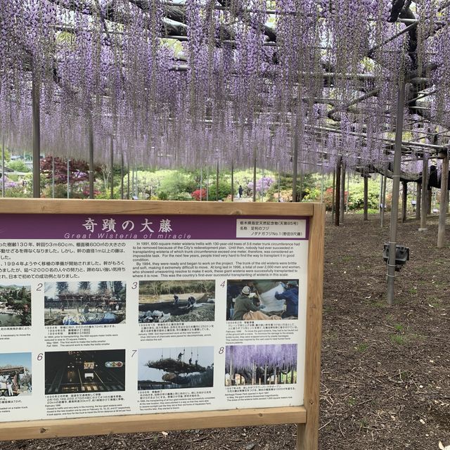 いつかのあしかがフラワーパーク