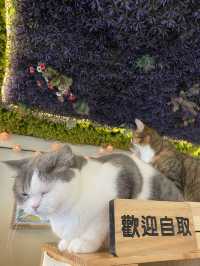 港版《大叔的愛》取景餐廳 - 貓之茶房🐱