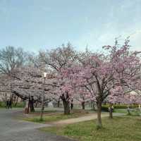 Very Beautiful Cheery Blossoms Park