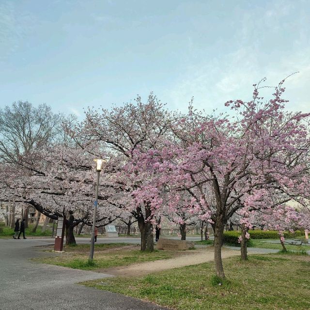 Very Beautiful Cheery Blossoms Park