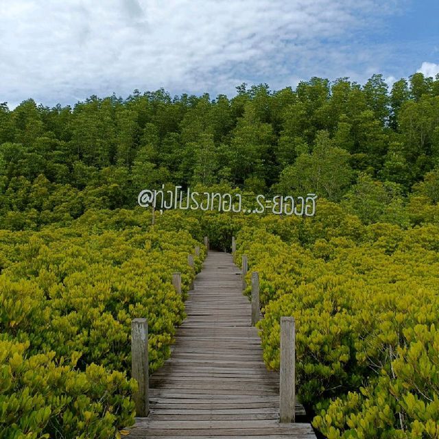 ทุ่งโปรงทอง จ.ระยอง (One Day Trip) 🚙🌿