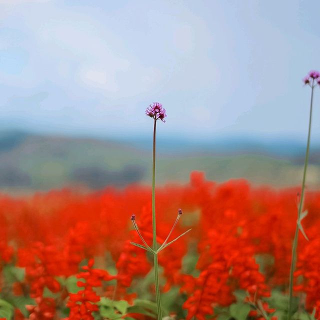 สวนดอกไม้ที่วิวสวยที่สุด | ม่อนแจ่ม ~ เชียงใหม่