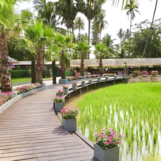 นาแม่เฒ่า @ จ.นครศรีธรรมราช