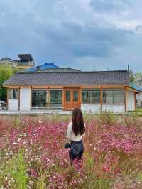 행궁동 속 작은 코스모스 밭 💐