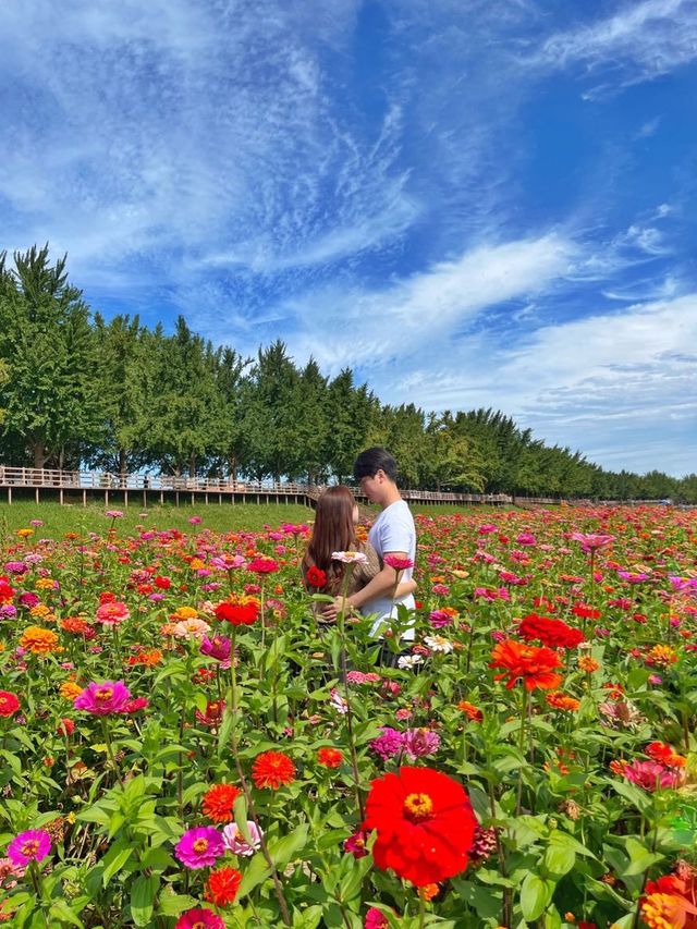 아산 곡교천에 백일홍이 피었어요 💐