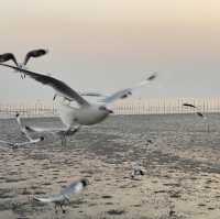 ให้อาหารนก ที่บางปู