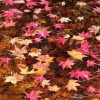  【秋晴れ×紅葉🍁 @那須 紅の吊橋】
