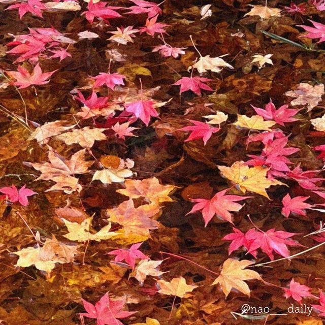  【秋晴れ×紅葉🍁 @那須 紅の吊橋】