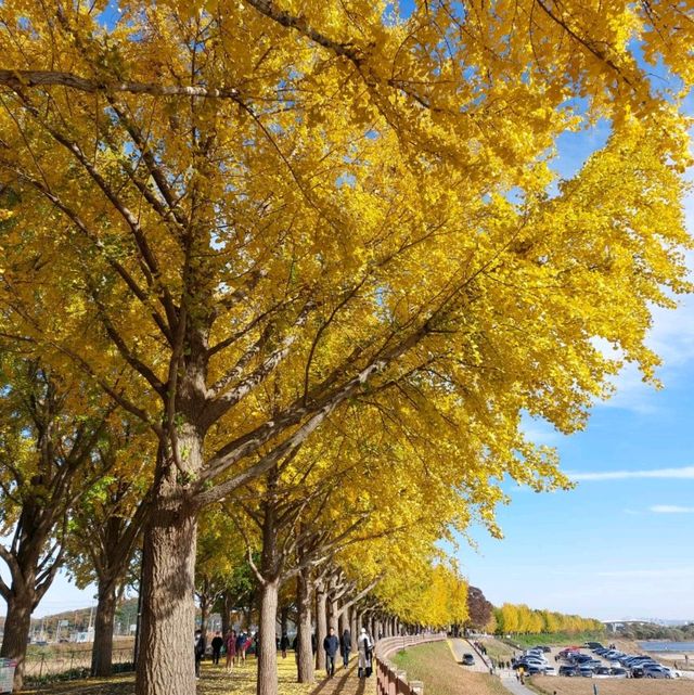 Asan Gingko Tree Road (은행나무길) 