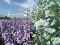 💐I love flower farm💐 เชียงใหม่