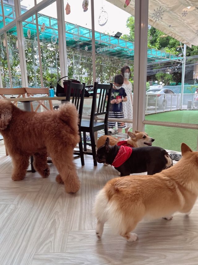 🇹🇭曼谷 狗狗cafe 一大堆狗狗圍住你轉🐶