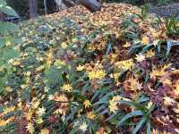 【福島】サザエ堂と紅葉巡り