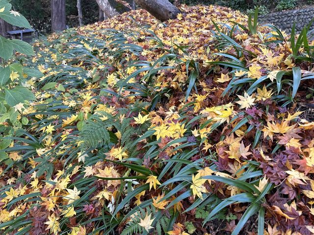 【福島】サザエ堂と紅葉巡り