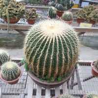 Cactus 🌵 Lover loved this! 😍