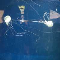 #aquamarine science museum🐠🐬🐳🐡