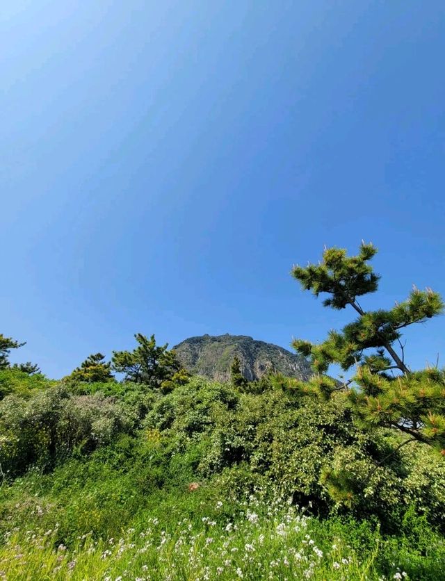 언젠간 한번은 가봐야하는 제주여행 한라산💜