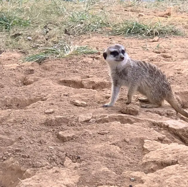 六福村的動物其實也很有看頭！