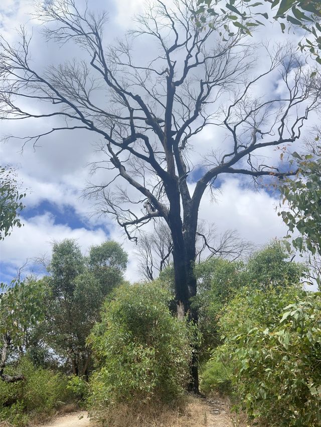 Trees and Twigs @ Yanchep National Park! 🫣🤩
