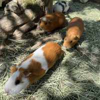 親子旅遊必到景點 - 九州自然動物園