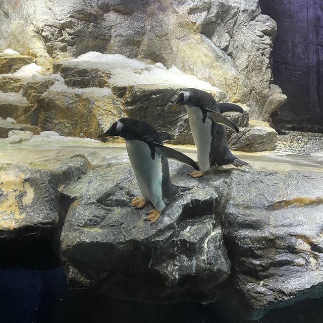 世界最大級の水族館”海遊館”