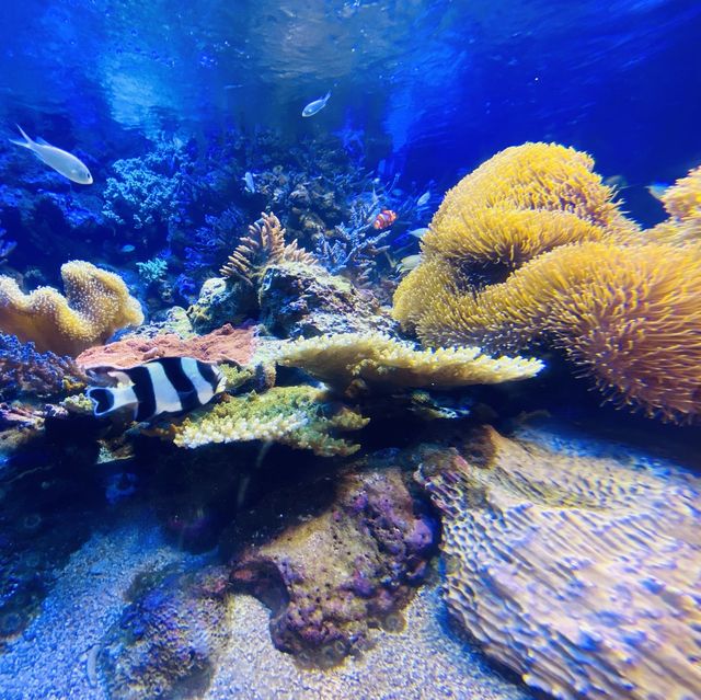 飼育種類数 日本一！鳥羽水族館