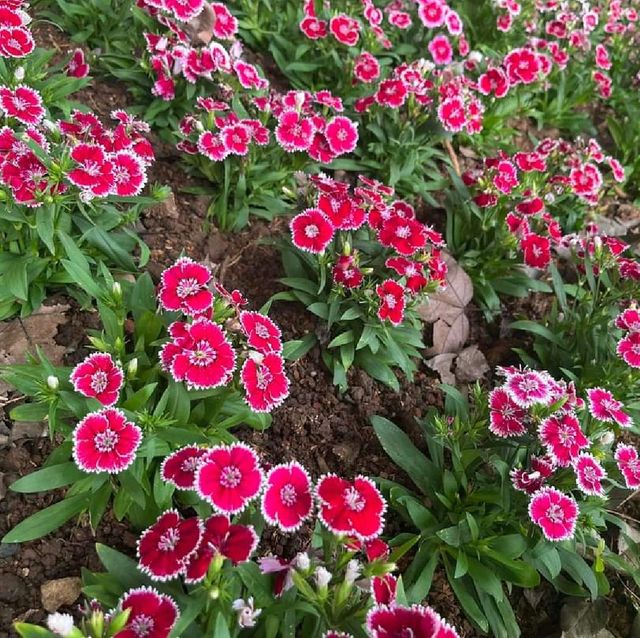 賞花必到的士林官邸玫瑰園🌹🥀