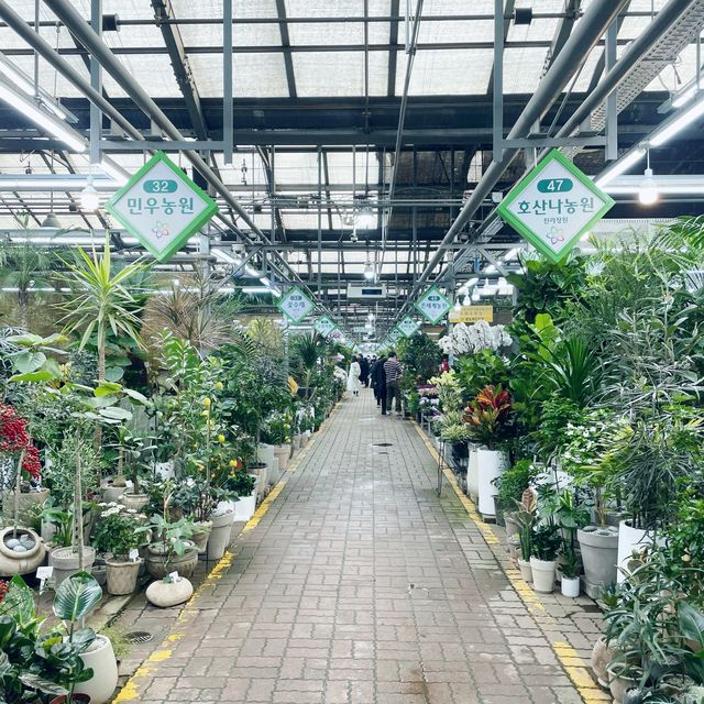 서울 가볼만한곳 양재꽃시장! #양재꽃시장 #서울이색명소  